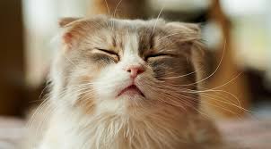 Occasional sneezing is a normal function. Why Is My Cat Sneezing Gesundheit Purewow