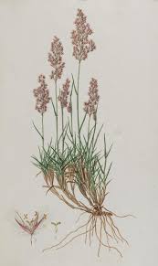 Image result for Tricholaena