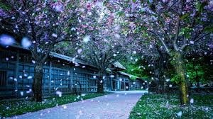 Check spelling or type a new query. Spring Hd Wallpapers 71 Background Pictures