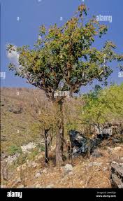Image result for Burseraceae