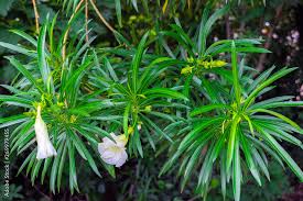 Image result for Cascabela thevetia