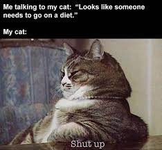 This picture funny cat memes clean google search liv s loves is taken from : Caturday Gateway To Cat Meme Madness 35 Memes In 2021 Animal Memes Clean Funny Animal Pictures Cat Memes