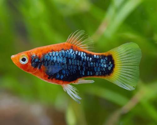 Platy red tuxedo - Xiphophorus maculatus | Platies | Livebearers | Fish | Invertebrates & Co. | Garnelio EN