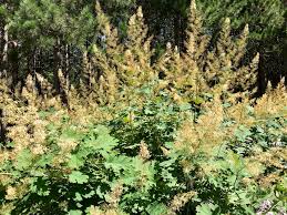 Image result for Macleaya