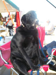 Extra Large Labrador Retriever Labrador Retriever Black Labrador Retriever Extra Large