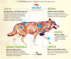 Does Your Dog Fish Top 6 Reasons For Fish Oil Supplements