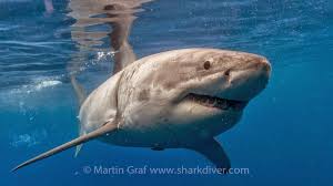 Bull sharks have the most testosterone of any animal on the planet, so that should tell you a little something, hammerschlag said. Sharks Attack The Real Reason On Why Sharks Attack Sharkdiver Com