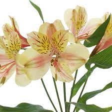 Creamy Blush Alstroemeria Flower Fiftyflowers Com Alstroemeria Flowers Floral Photo