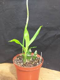 Image result for Eulophia guineensis