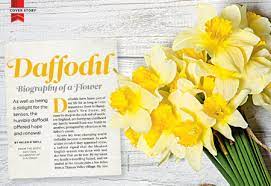 Daffodil Biography Of A Flower Reader S Digest Australia