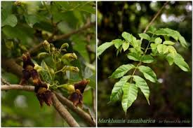 Image result for Markhamia zanzibarica