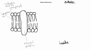 Maybe you would like to learn more about one of these? Ib Biology Topic 2 4 1 Draw And Label The Plasma Membrane Youtube