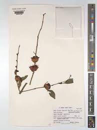 Image result for Oliverella rubroviridis