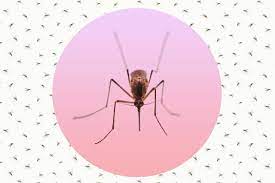 Cdc Diseases From Mosquitoes Fleas And Ticks Have Tripled Time