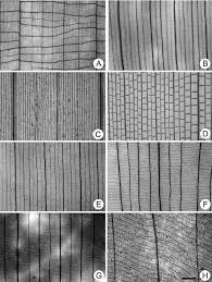 Image result for Trachyphrynium braunianum