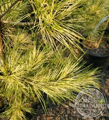 Image result for Hunteria densiflora