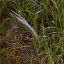 Image result for Imperata