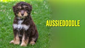 Many miniature aussiedoodle dog breeders with puppies for sale also offer a health guarantee. Aussiedoodle Dog Breed Information Characteristics Petmoo