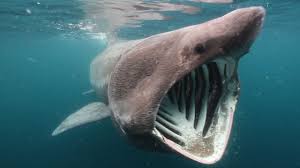 Le requin pèlerin (cetorhinus maximus) est une espèce de poissons cartilagineux, seul membre non fossile du genre cetorhinus et seule espèce actuelle de la famille des cetorhinidae. Un Incroyable Rassemblement De Requins Pelerins Filme Au Large De L Ecosse