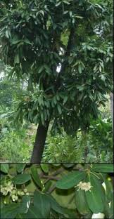 Image result for Brexia madagascariensis