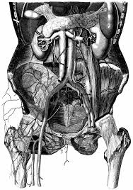Skeleton anatomy diagram vintage style art print black and white grey . Vintage Anatomy Art And Book Illustrations Retrographik