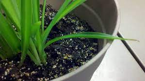 My Indoor Plant Has An Orange Mold Like Substance Growing On It And Has Tiny White Bugs How Can I Remove It Plants White Bugs On Plants Plant Bugs