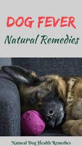 Dog Fever Natural Remedies Dog Fever Dog Remedies Natural Dog Remedies