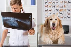 Sometimes, their location also makes it difficult to treat. 5 Types Of Skin Cancer In Dogs Petmd