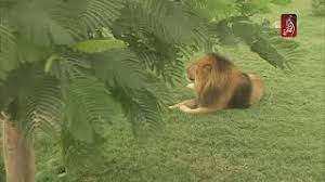 حديقة سفاري دبي عيشوا مغامرة الادغال في قلب دبي Youtube