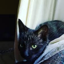 Ringworm is the common name for dermatophytosis, which is a highly contagious fungal infection that affects the skin, usually in close proximity to hair and nails. Anyone Else Have A Black Cat Who S Hair Grew Back White After Hairloss She Had Ringworm At The Shelter Where She Was Born All The Hair She Had Lost Came Back White