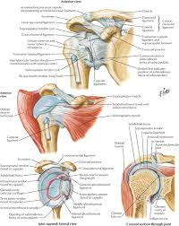 Find the perfect shoulder anatomy stock illustrations from getty images. Shoulder Anatomy Elliot S Site