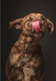 Quante Facce Questi Musi Le Mille Espressioni Dei Cani Di Elke Ritratti Di Cani Cani E Cani Carini