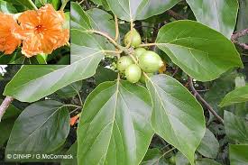Image result for Cordia subcordata