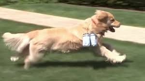 Oak tree goldens, llc is an ethical and responsible golden retriever breeding business currently located in the boise,. Delivery Dogs Golden Retrievers Bring Beer Joy In Ny Kget 17