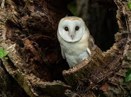 The world of owls states that the breed of the owl and the availability of food determines what prey they seek. British Owl Species How To Identify And Where To See Discover Wildlife
