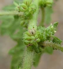 Image result for Dysphania pumilio