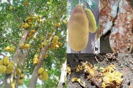 Maybe you would like to learn more about one of these? Vertebrate Frugivory On Jackfruit Artocarpus Heterophyllus Lam Moraceae In Its Native And Exotic Ranges Springerlink