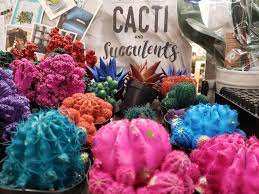 You can still use spray paint, though, especially if you want to cover a large area and using a paintbrush is impractical or if you want a certain finish that only spray paints can provide. Home Depot Spray Painting Their Cacti Assholedesign