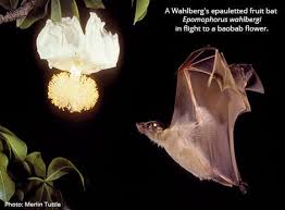 Plants often employ tricks to lure pollinators into collecting pollen. Not Just The Birds And Bees 6 Fast Facts About Pollinating Bats Bat Conservation International