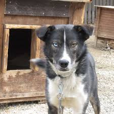 Find alaskan malamute puppies and breeders in your area and helpful alaskan malamute information. Alaskan Husky Race Kennel In The Northern Part Of Norway