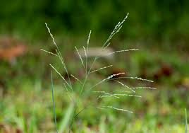 Image result for Panicum repens