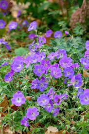 17 Vibrant Perennial Flowers That Bloom All Summer Perennial Geranium Flowers Perennials Purple Perennials