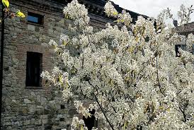 I fiori bianchi simboleggiano da sempre la purezza: Giardini