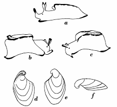 Image result for Cuviera