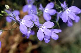 Lobelia Richardsonii Hort Pollinator Plants Plant Finder Plants