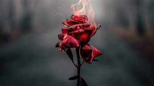 We have 10 figures about 1080x1080 rose gamerpic including images, pictures, models, photos, and much more. Roses Gamerpic 9 Red Roses Ideas Red Roses Red Aesthetic Aesthetic Roses Download And Use 7 000 Roses Stock Photos For Free