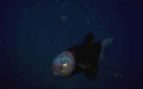 Here In The Pacific 200 Metres Down We Enter An Alien World This Is Barreleye A Fish With A Transparent Head Filled Wi Nature Aquarium Sea Fish Cute Animals