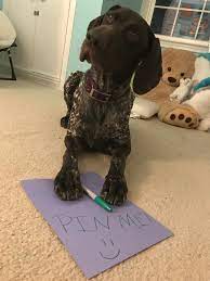 Dixie The Gsp Dixiememes German Shorthaired Pointer Pointer Puppies German Shorthaired Pointer Dog