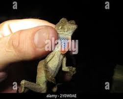 Image result for Anolis scypheus