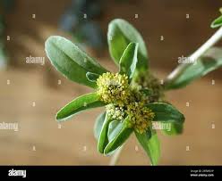 Image result for Flaveria trinervia